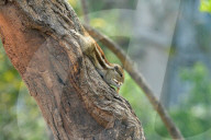 India Animal Squirrel