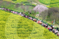 Tourists Eat Hot Pot Among Blooming Rapeseed Flowers in Nanjing