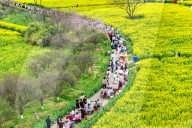 Tourists Eat Hot Pot Among Blooming Rapeseed Flowers in Nanjing