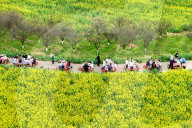 Tourists Eat Hot Pot Among Blooming Rapeseed Flowers in Nanjing