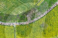 Tourists Eat Hot Pot Among Blooming Rapeseed Flowers in Nanjing
