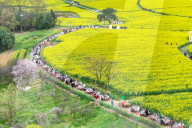Tourists Eat Hot Pot Among Blooming Rapeseed Flowers in Nanjing