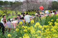 Tourists Eat Hot Pot Among Blooming Rapeseed Flowers in Nanjing