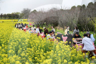 Tourists Eat Hot Pot Among Blooming Rapeseed Flowers in Nanjing