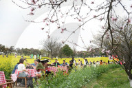 Tourists Eat Hot Pot Among Blooming Rapeseed Flowers in Nanjing