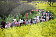 Tourists Eat Hot Pot Among Blooming Rapeseed Flowers in Nanjing