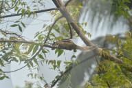 India Squirrel
