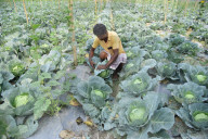 India Agriculture