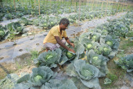 India Agriculture