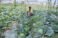 India Agriculture