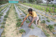 India Agriculture