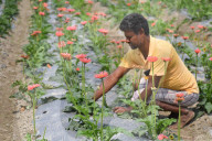 India Agriculture