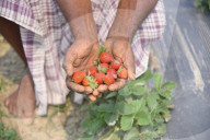 India Agriculture