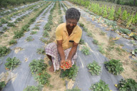 India Agriculture