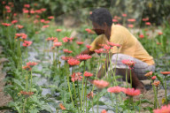 India Agriculture