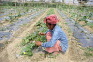 India Agriculture
