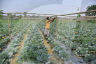 India Agriculture