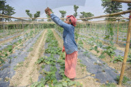 India Agriculture