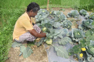 India Agriculture