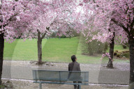 Cherry Blossom In Kaarst