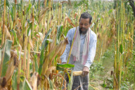 Maize Harvest In Assam 