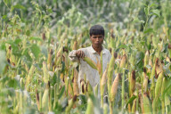 Maize Harvest In Assam 