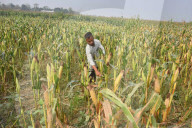 Maize Harvest In Assam 