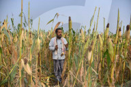 Maize Harvest In Assam 