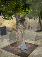 Israel Daily Life