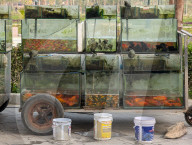 Fish Tanks At A Street Vendor In Vietnam
