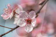 Spring Season In Kashmir