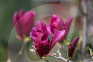 Spring Season In Kashmir