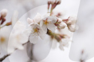 Cherry Blossoms Begin To Bloom Along Tidal Basin