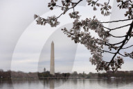Cherry Blossoms Begin To Bloom Along Tidal Basin