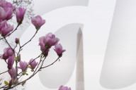 Cherry Blossoms Begin To Bloom Along Tidal Basin