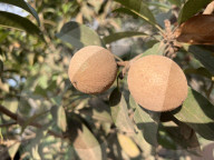 Sapota Fruit In India