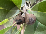 Sapota Fruit In India