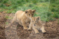 Erster Auslauf: 8 Wochen alte Löwenjunge machen erste Schritte nach draußen im Zoo von Whipsnade 