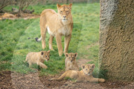 Erster Auslauf: 8 Wochen alte Löwenjunge machen erste Schritte nach draußen im Zoo von Whipsnade 