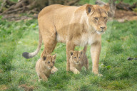 Erster Auslauf: 8 Wochen alte Löwenjunge machen erste Schritte nach draußen im Zoo von Whipsnade 