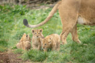Erster Auslauf: 8 Wochen alte Löwenjunge machen erste Schritte nach draußen im Zoo von Whipsnade 