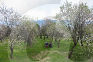 Spring Season In Kashmir