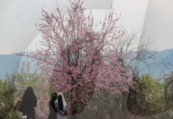 Spring Season In Kashmir