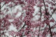 Spring Season In Kashmir