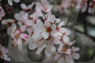 Spring Season In Kashmir