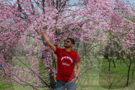 Spring Season In Kashmir