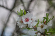 Spring Season In Kashmir