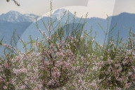 Spring Season In Kashmir