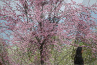 Spring Season In Kashmir