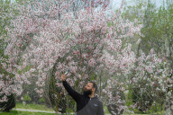 Spring Season In Kashmir